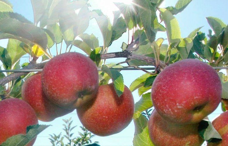** FILE ** Esteban Reyes prunes Gala apples in an orchard near Gleed, Wash., in this Aug. 13, 2003 file photo. A Northwest trade group praised a ruling Wednesday, Nov. 26, 2003, by the World Trade Organization that struck down Japanese policies on U.S. apple imports, but said it would be premature to expect a swell in apple exports to the Asian country. (AP Photo/Yakima Herald-Republic, Gordon King, File)
WAYAK801
