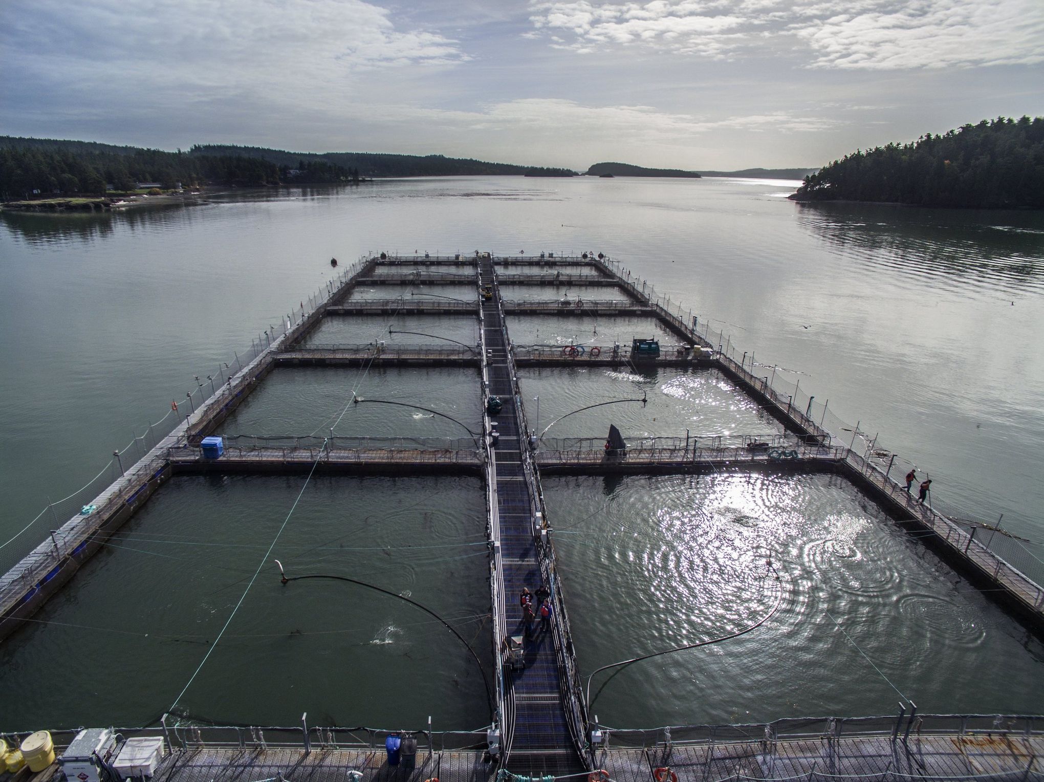 Atlantic Salmon Net Pens Don't Belong in Puget Sound - Patagonia