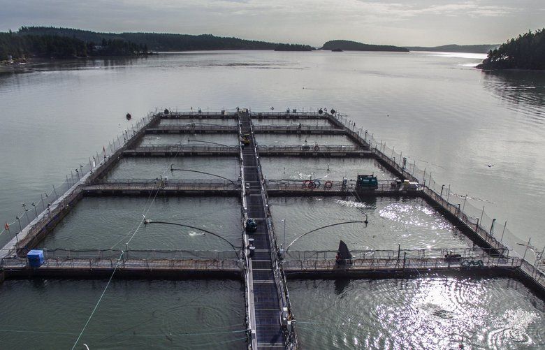 800,000 more farmed Atlantic salmon coming to Puget Sound before