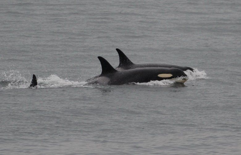 J35, known as Tahlequah, seen in the foreground, is no longer carrying her dead calf, and appears to be vigorous and healthy. Her ordeal of carrying her dead calf for at least 17 days and 1,000 miles is over. (Ken Balcomb / Center for Whale Research)