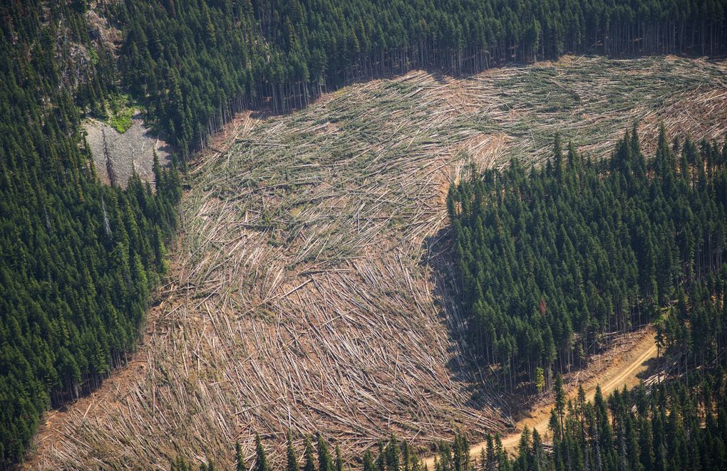 This photo shows downed trees from recent logging. Snowfall piles many meters high in this area of British Columbia. In summer, snowmelt drains into the headwaters of the Skagit River, which flows through Washington state to Puget Sound. (Mike Siegel/The Seattle Times)
