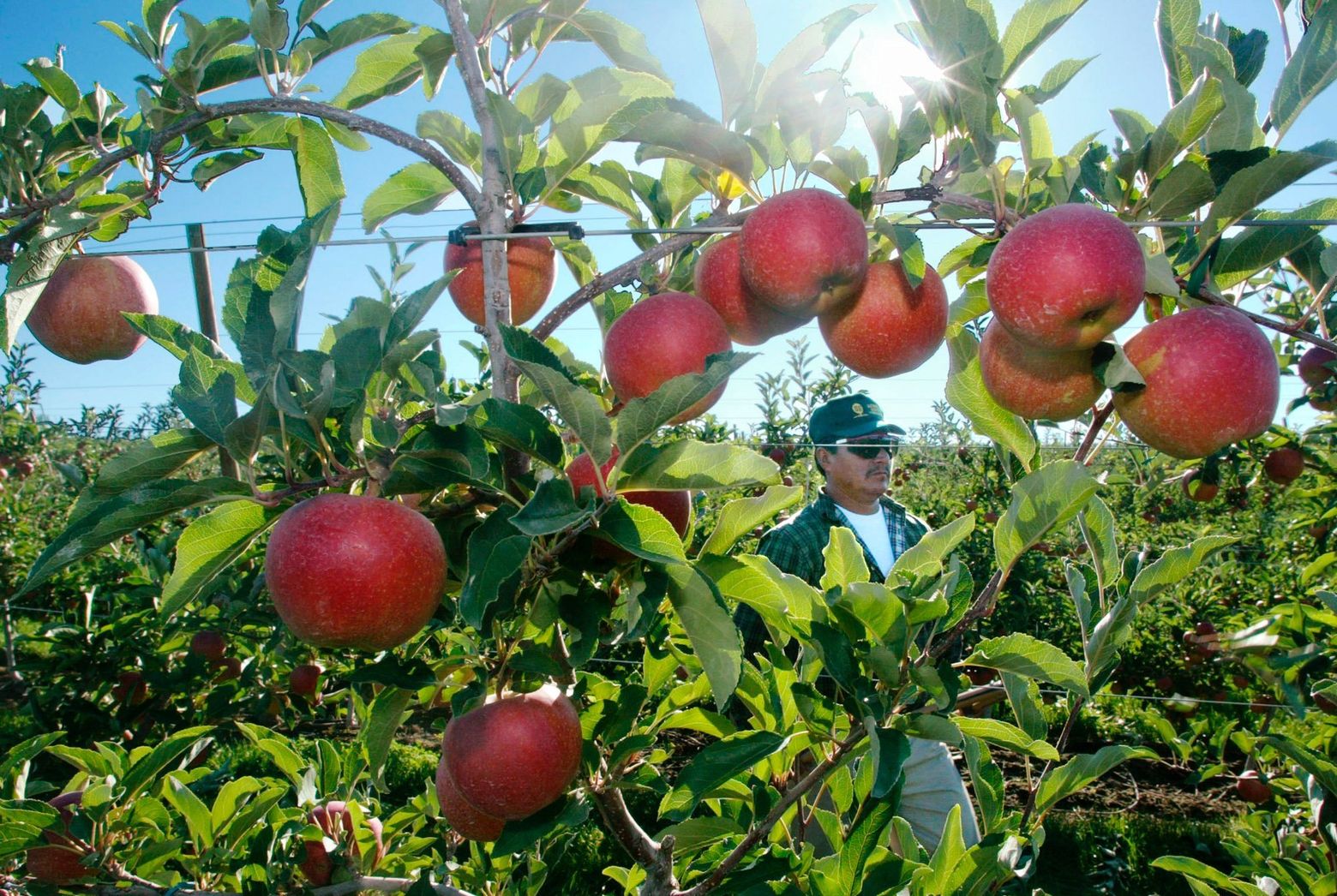 Washington Gala apples in new Mexican promotional campaign: It's so you 