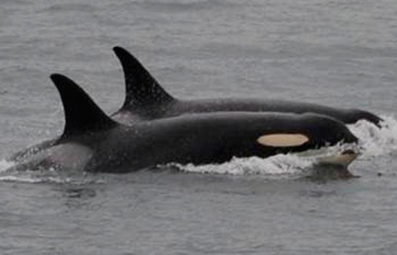 CORRECTS LOCATION TO NEAR SAN JUAN ISLAND IN WASHINGTON FROM FRIDAY HARBOR, ALASKA – In this Saturday, Aug. 11, 2018, photo released by the Center for Whale Research, an orca, known as J35, foreground, swims with other orcas near San Juan Island in Washington. Researchers said J-35 an endangered killer whale that drew international attention as she carried her dead calf on her head for more than two weeks is finally back to feeding and frolicking with her pod. (Center for Whale Research via AP) LA702 LA702