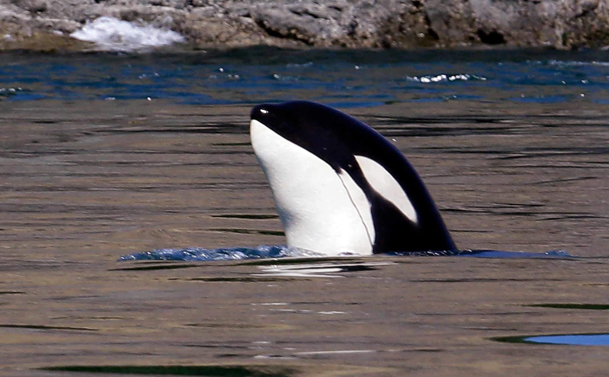 Orca extinction is not an option | The Seattle Times Orca extinction is not an option | The Seattle Times