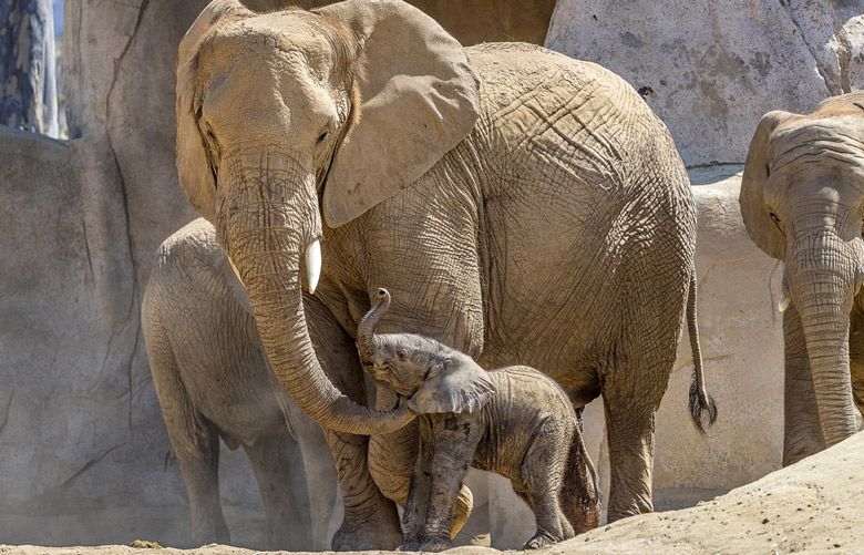 Dozens of baby African elephants captured for Chinese zoos