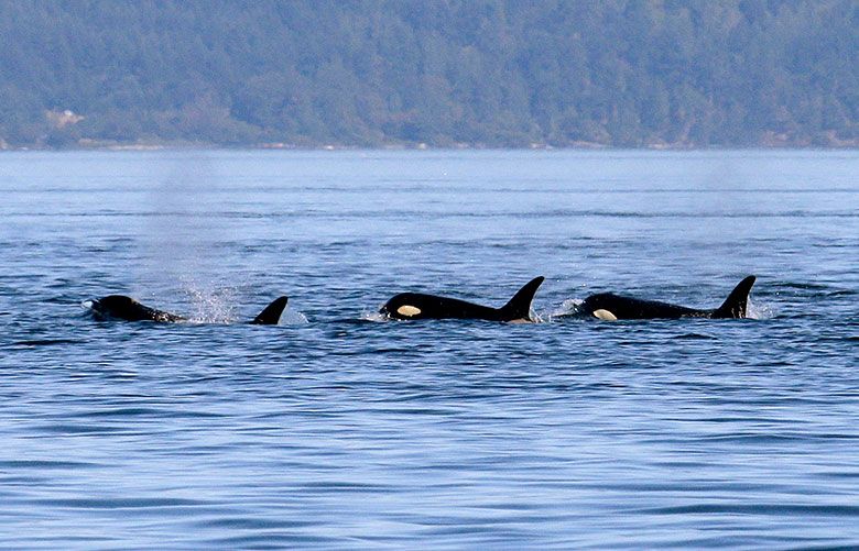 The orca mother mourns, and we mourn with her | The Seattle Times