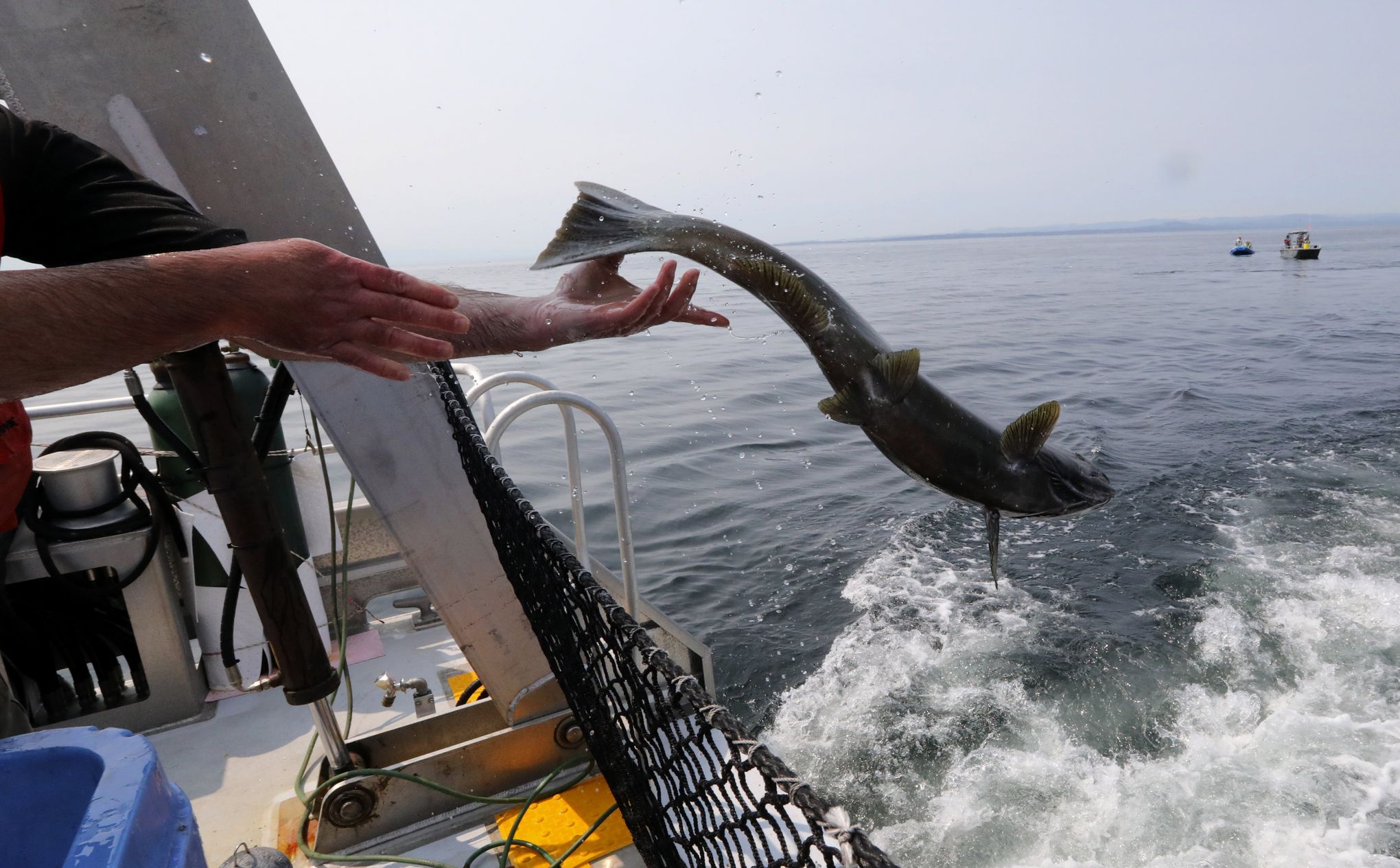 Dosed salmon, clipped fins, a 'dinner bell': How far is too far in