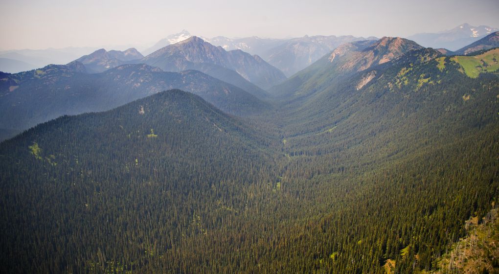 A valley of untouched forestland drains into the headwaters of the Skagit River in Canada. Recent logging in this “donut hole” area, surrounded by protected parkland, alarmed officials in Seattle, which has a conservation agreement with British Columbia. (Mike Siegel/The Seattle Times)