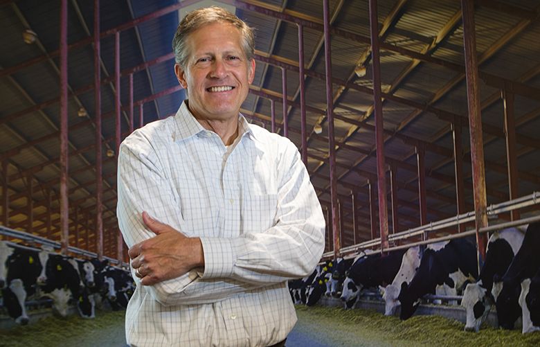 Stan Ryan, president and CEO at Darigold, stands in front of a photo of cows in a barn in Darigold’s offices in Seattle Tuesday, August 14, 2018.  Darigold marks 100 years and is ramping up its export business under Ryanís leadership. He was hired 2.5 years ago.