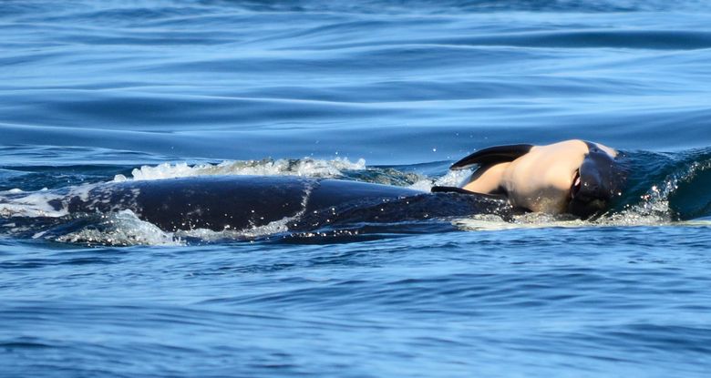 An orca pushes her dead calf last week through the waters off the coast near Victoria, B.C. (Michael Weiss / Center for Whale Research via AP)