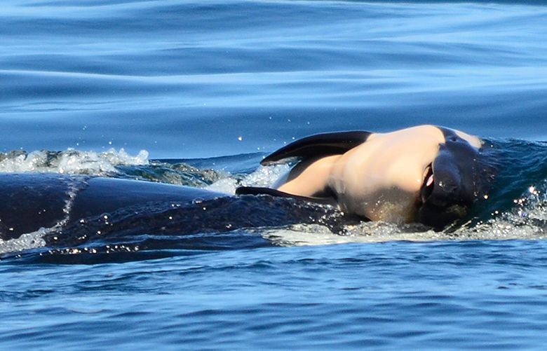 FILE – In this file photo taken Tuesday, July 24, 2018, provided by the Center for Whale Research, a baby orca whale is being pushed by her mother after being born off the Canada coast near Victoria, British Columbia. Whale researchers are keeping close watch on an endangered orca that has spent the past week carrying and keeping her dead calf afloat in Pacific Northwest waters. The display has struck an emotional chord around the world and highlighted the plight of the declining population of southern resident killer whales that has not seen a successful birth since 2015.(Michael Weiss/Center for Whale Research via AP)