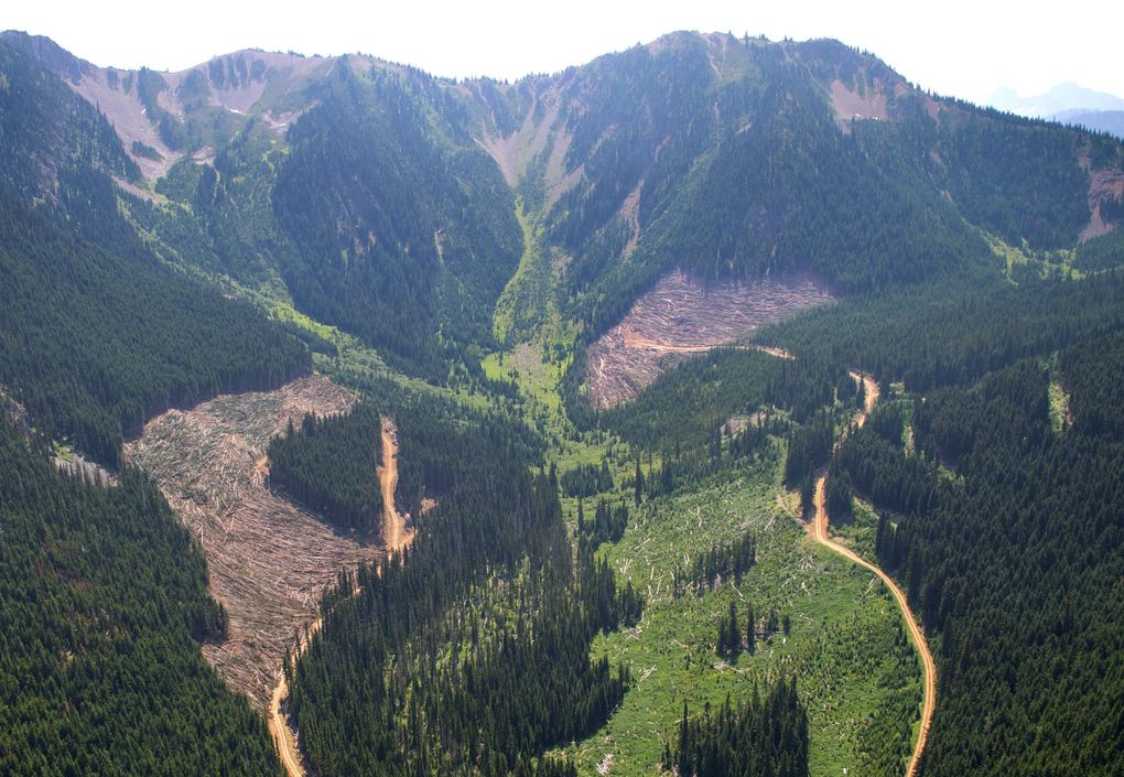 At the headwaters of the Skagit River, in British Columbia, logged areas stand out from the dark-green forest. The brown patches in this valley were logged earlier this summer; the light-green swath in the foreground was cut in 2004. This entire valley, about 26 miles southeast of Hope, British Columbia, drains into the Skagit, the most important salmon producer and electricity generator in the Puget Sound area. (Mike Siegel/The Seattle Times)