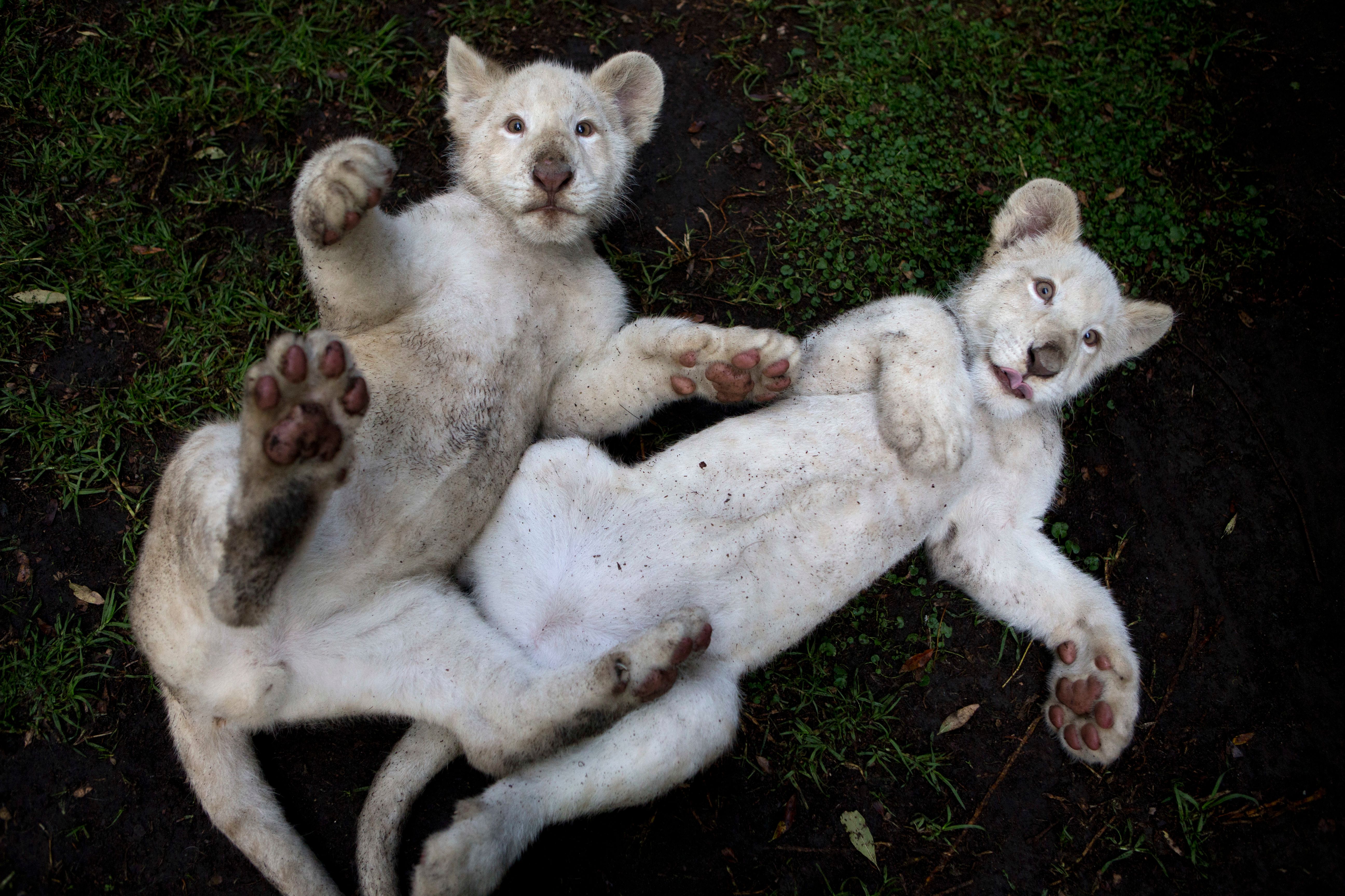 2 rare white lion cubs newly on display at Mexican zoo | The