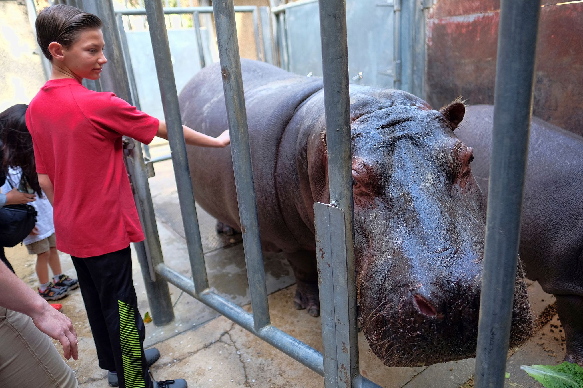 Police look into video of man spanking hippo at LA Zoo | The Seattle Times