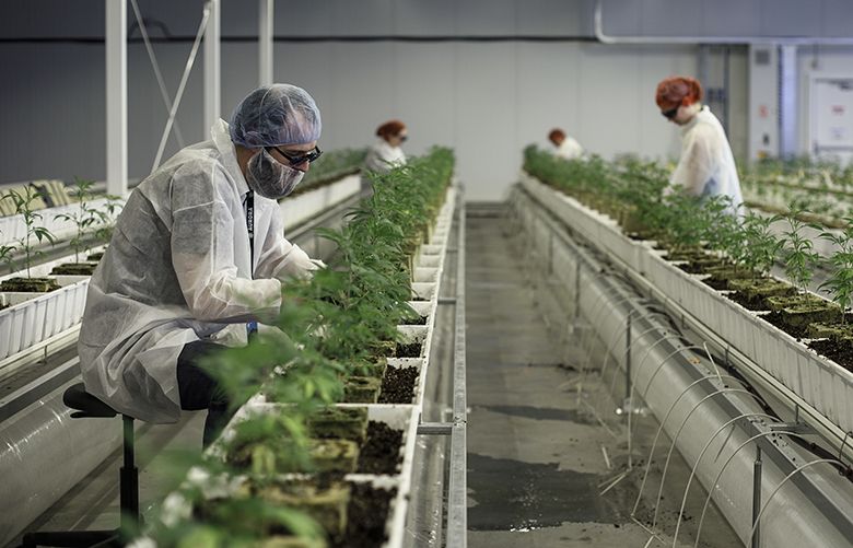 Employees tend to marijuana plants at the Aurora Cannabis Inc. facility in Edmonton, Alberta, Canada, on Tuesday, March 6, 2018. Aurora CEO Terry Booth and his business partner Steve Dobler are the largest individual holders of Canada’s second-largest marijuana firm, with a combined stake approaching C$200 million. Photographer: Jason Franson/Bloomberg