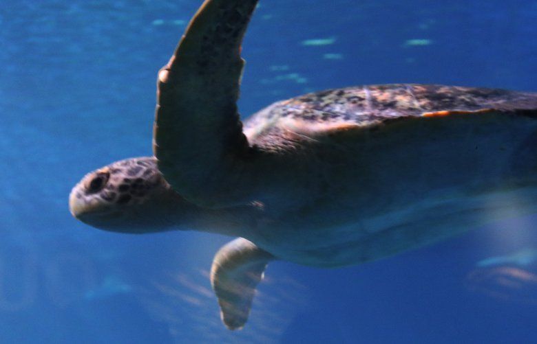 New Tacoma aquarium makes waves | The Seattle Times