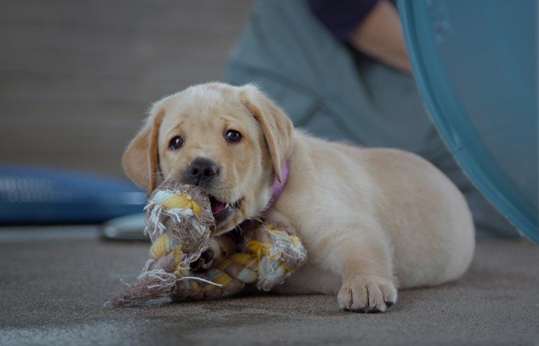 ‘Pick of the Litter’ will charm you with its guide dogs in training