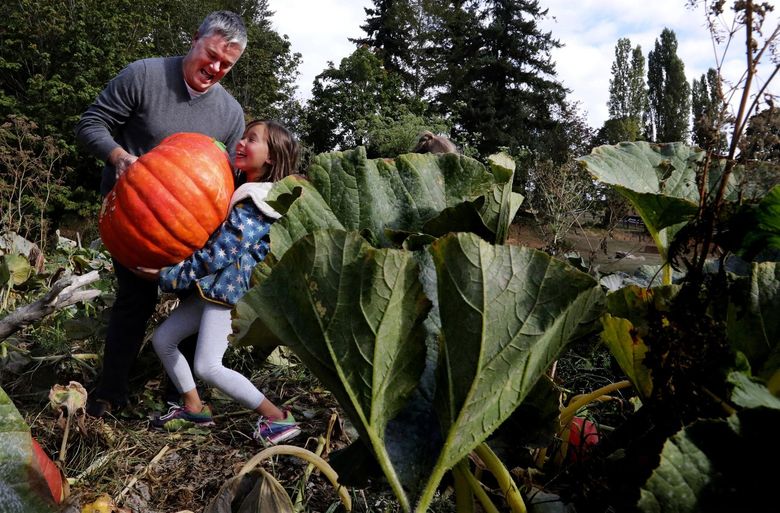 It takes teamwork for Ned Carner and his daughter Kate to lift the 75-pound pumpkin she’s selected to take home from Seattle Farm LLC in the upper Rainier Beach neighborhood in 2017. (Alan Berner / The Seattle Times)