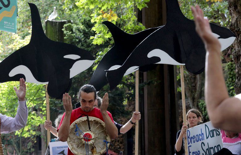 Blake Shelafoe, Duwamish tribal member, and others gathered in Occidental Park respond to a prayer offered to J50 (recently declared dead) and the living endangered Orca pods.
Mourners in a funeral procession for dead orcas marching from Occidental Park to the Federal Building to place momentoes and rally for dam removal on the lower snake river.
Friday Sept 21, 2018