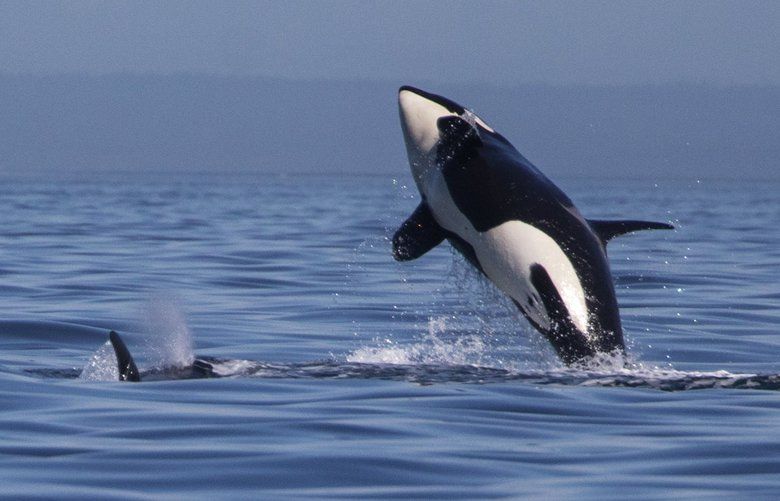 Friday, July 13, 2018. Speak to a photo editor before publishing:
A southern resident killer whale breaches near other members of it’s pod in Haro Strait, just off San Juan Island’s west side. 206917