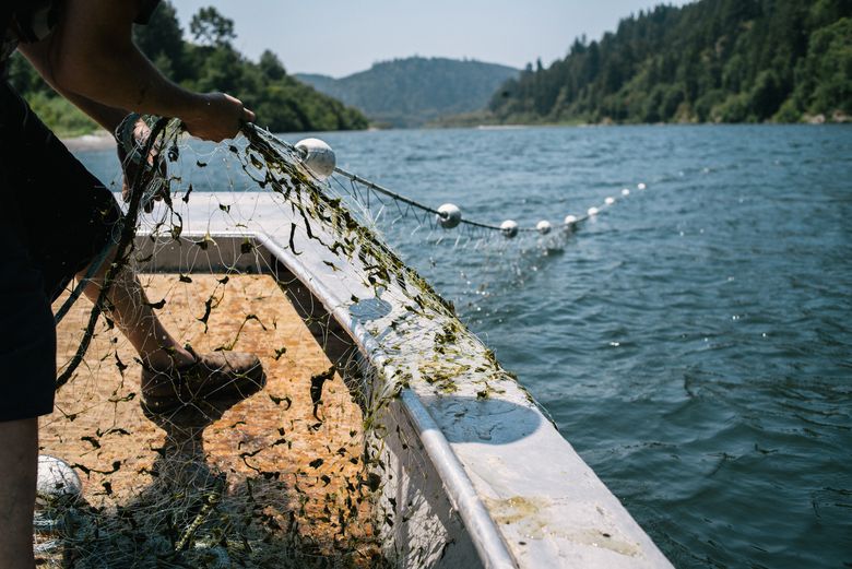 Members of the Yurok Indian Tribe clean their gill net while