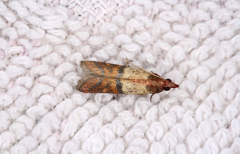 Does Cedar Repel Clothes Moths? - Colonial Pest Control