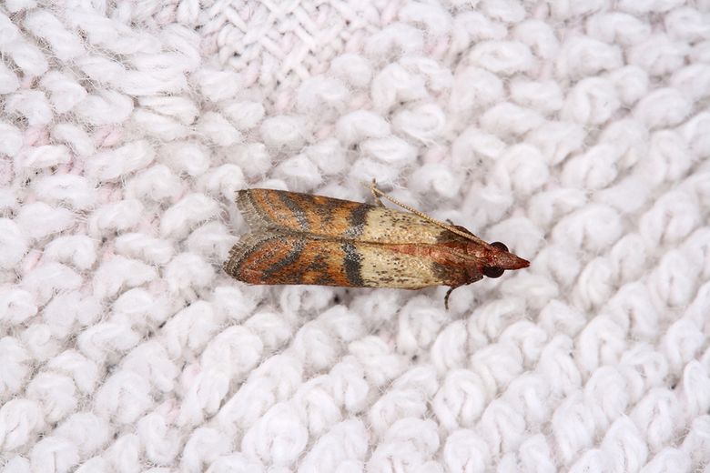 Does Cedar Wood Repel Moths?