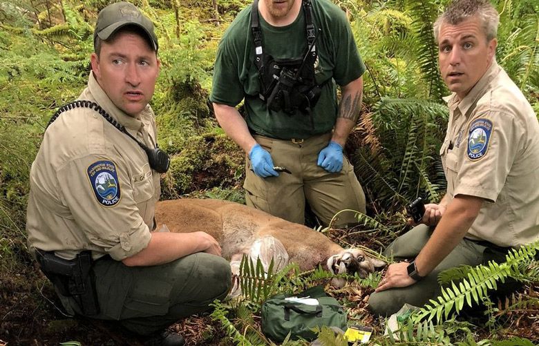 Runner survives attack by choking mountain lion to death The Seattle