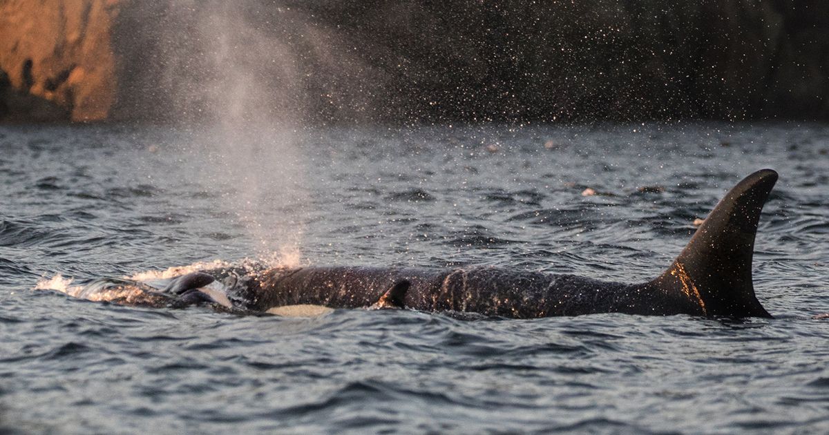 Dosed salmon, clipped fins, a 'dinner bell': How far is too far in helping  starving orca?