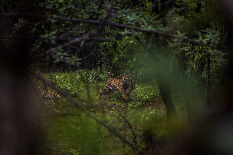 Man-eating tiger a symptom of conflict over habitat in India | The Seattle  Times