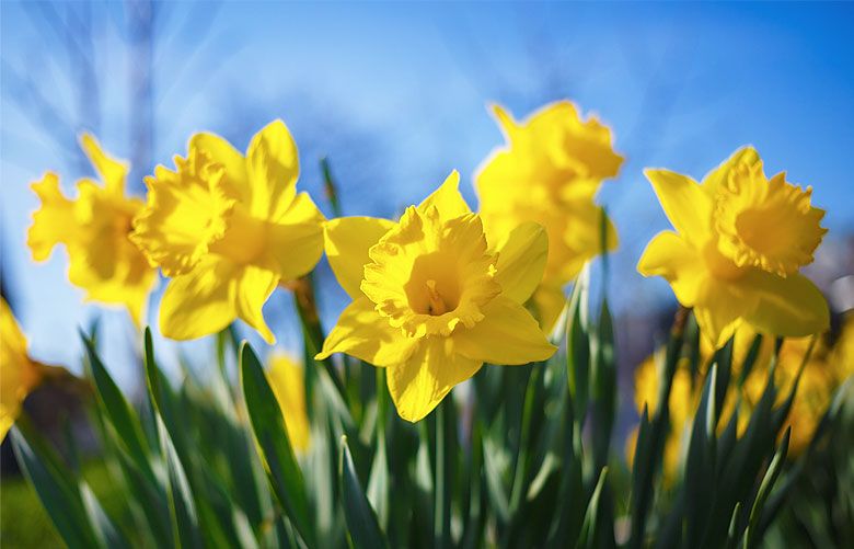 Carlton Daffodil Bulbs, Always Wholesale Pricing