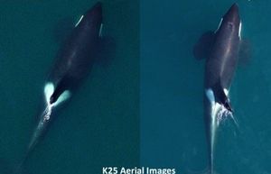 Hostile Waters: Orcas in peril | The Seattle Times