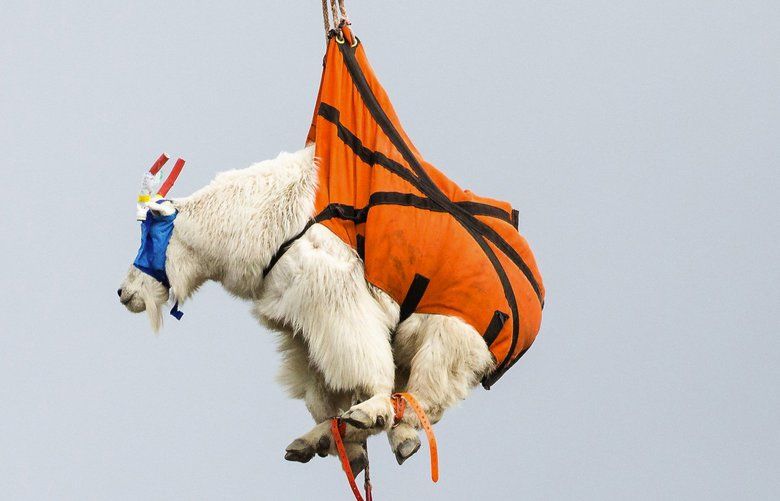 Mountain goat relocation begins in Olympic National Park The Seattle
