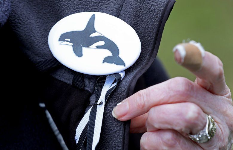 Sandra Pollard of the Orca Network wore a button and ribbon to honor the whales at Deception Pass Park’s Bowman Bay, where a gathering took place over two days for a vigil to remember the dead baby Orca and her mother Tahlequah, as well as the plight of other orcas, Sunday, Sept. 16, 2018. 207790