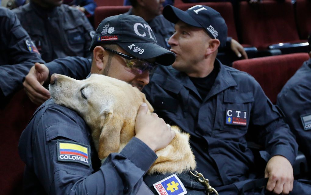 Colombia honors 14 sniffer dogs at emotional retirement | The Seattle Times