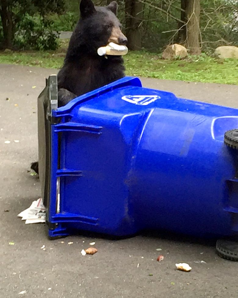 Black bears spotted in Portland neighborhoods