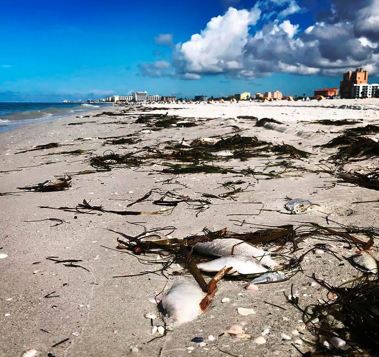 Shrimp boats clean dead fish from Tampa Bay's Red Tide