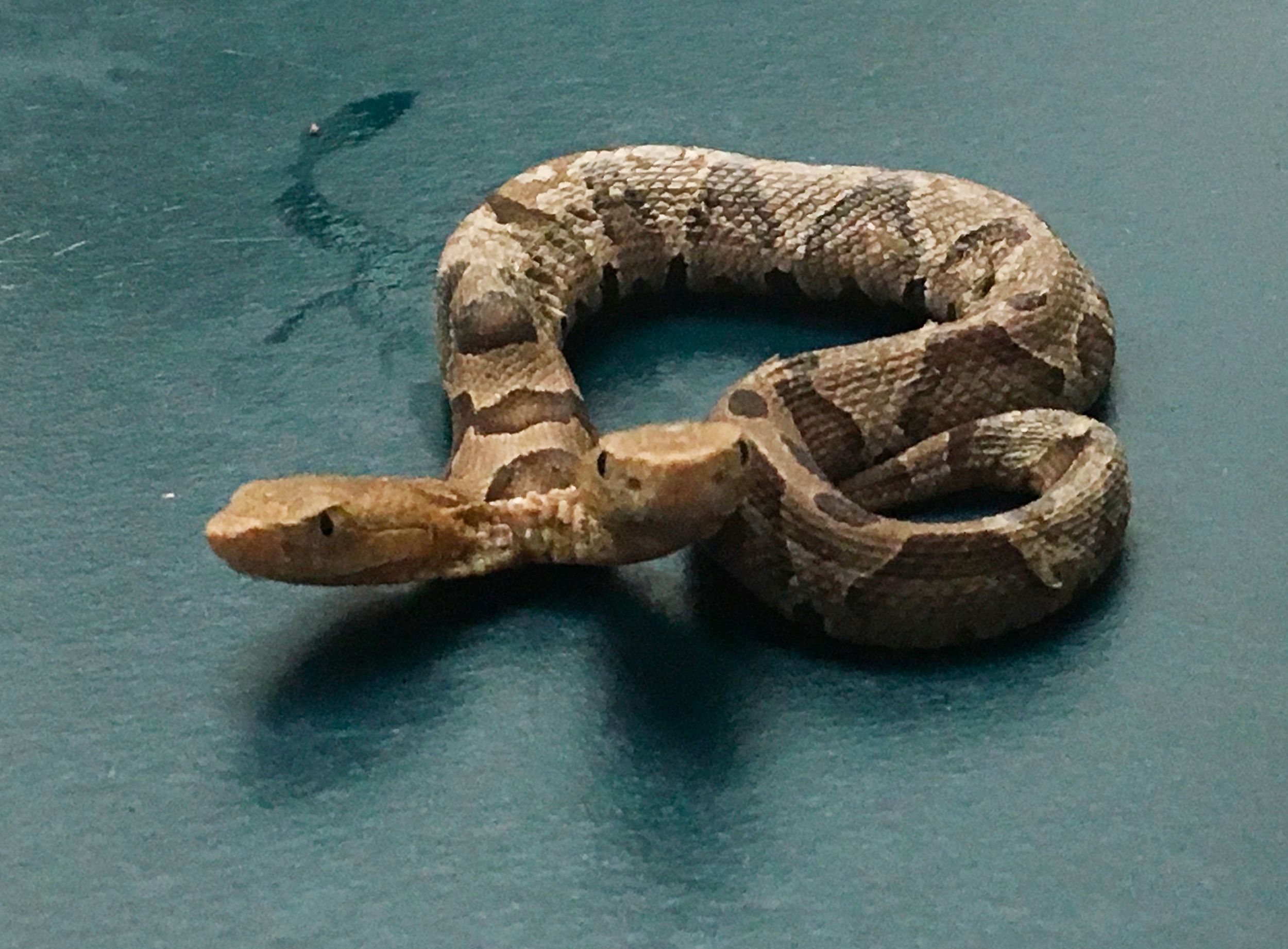 Agency says two-headed snake may go to educational facility | The
