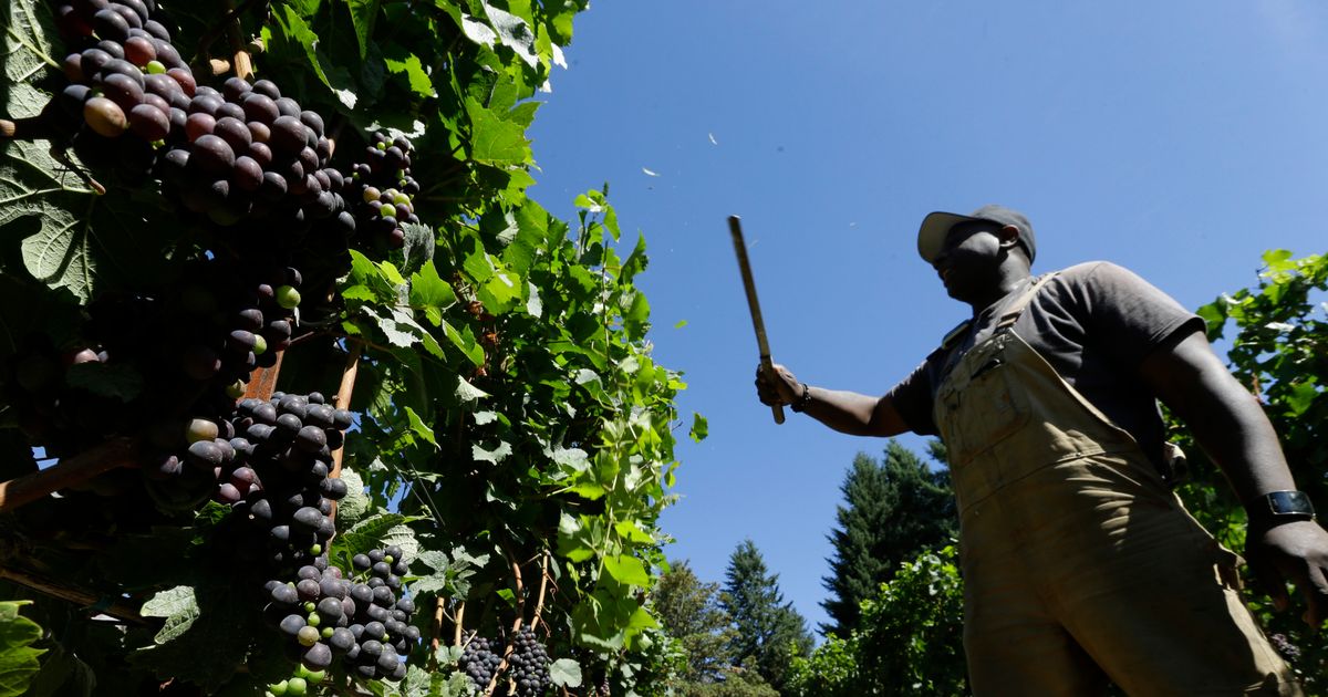 Oregon wine industry sees economic boom in 2017 The Seattle Times