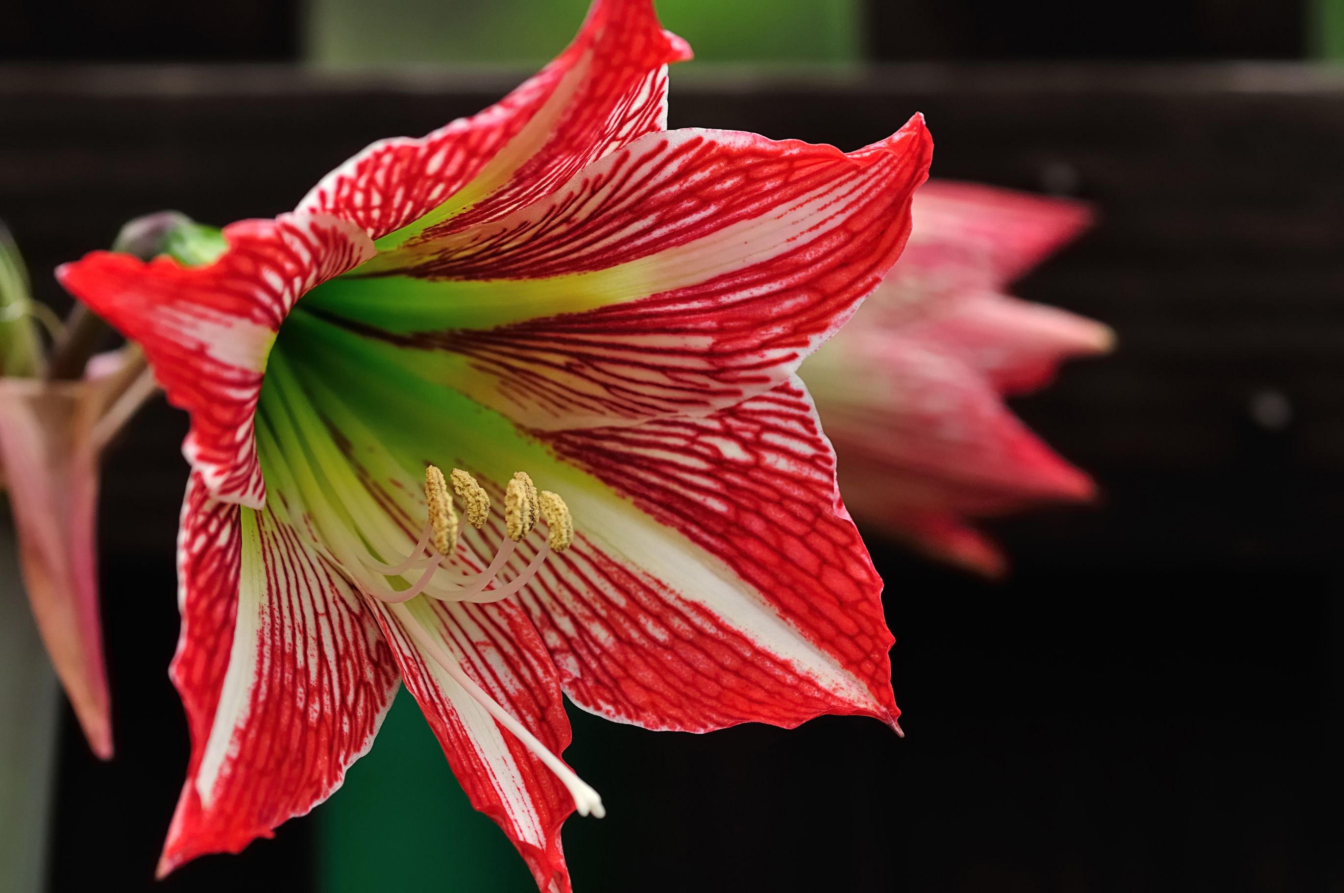 Sure, you could buy a festive blooming amaryllis, but it's so much