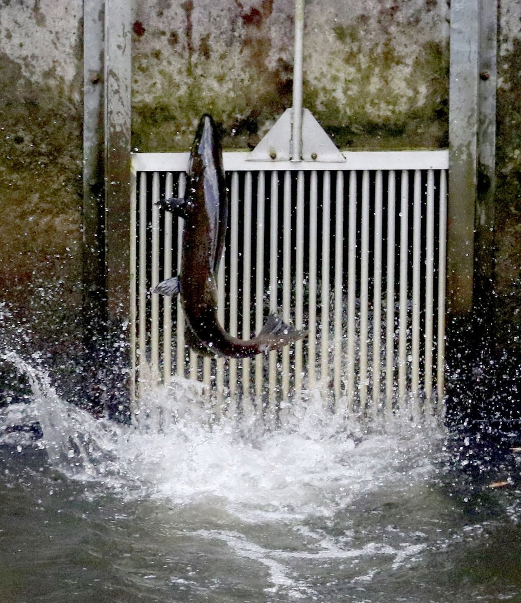 A busy time at Issaquah Salmon Hatchery The Seattle Times