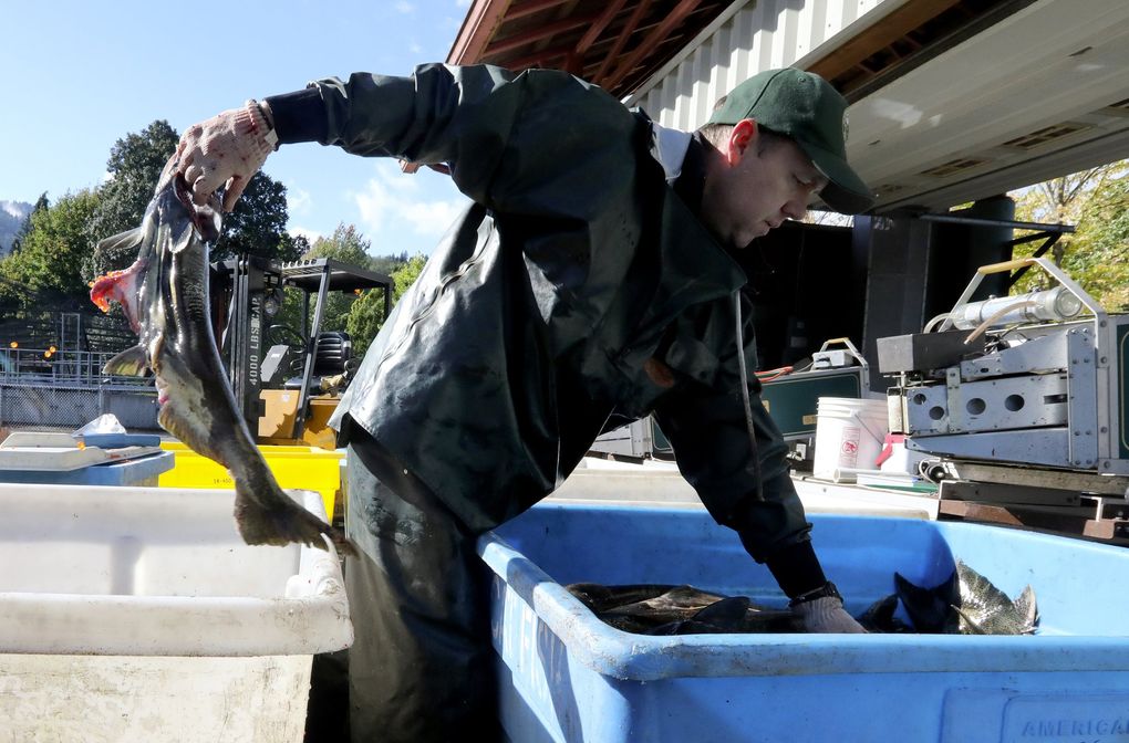 A busy time at Issaquah Salmon Hatchery The Seattle Times