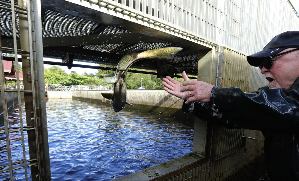 A busy time at Issaquah Salmon Hatchery The Seattle Times