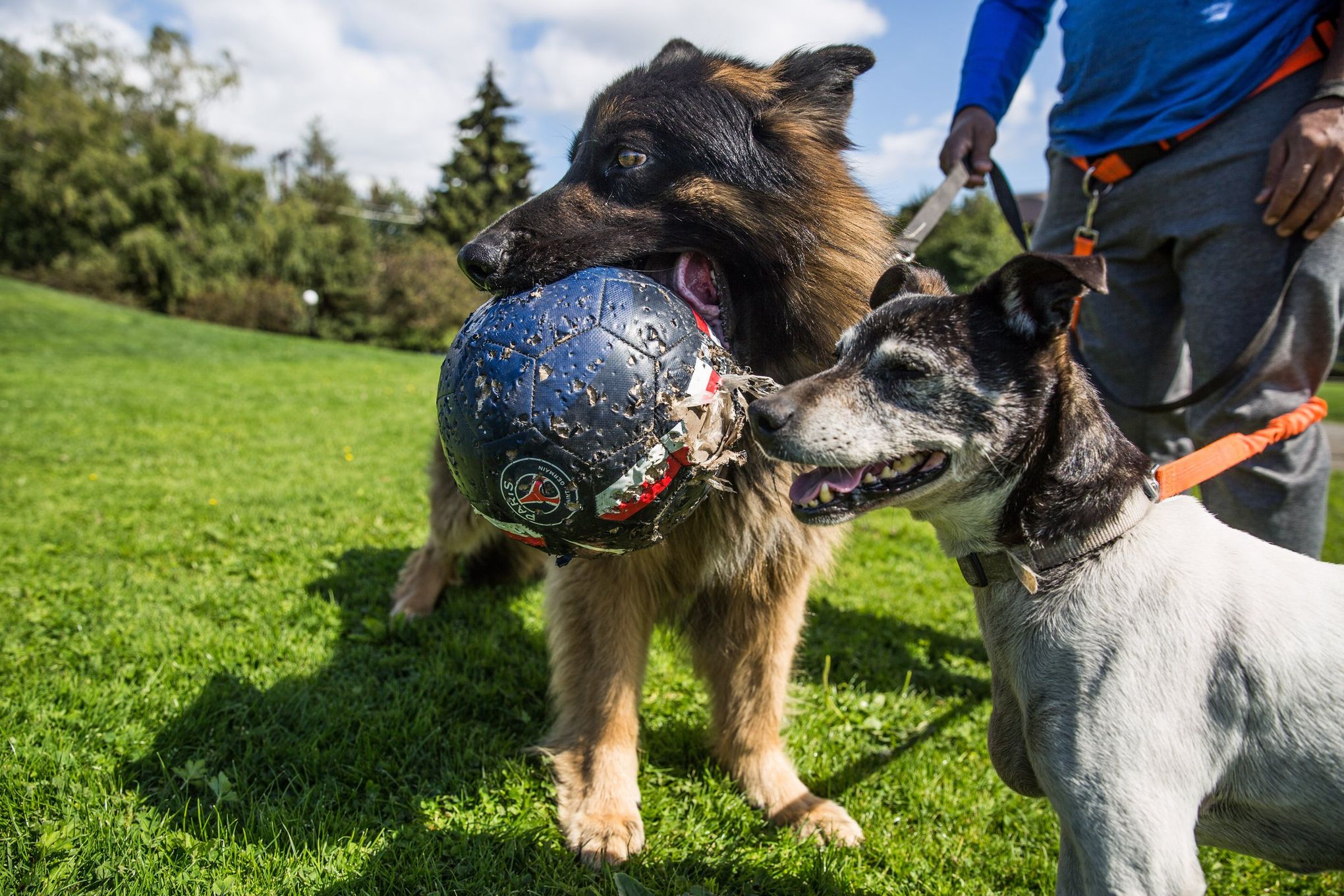 Dog owners rejoice! Dogs could be smarter than cats - Science in the News