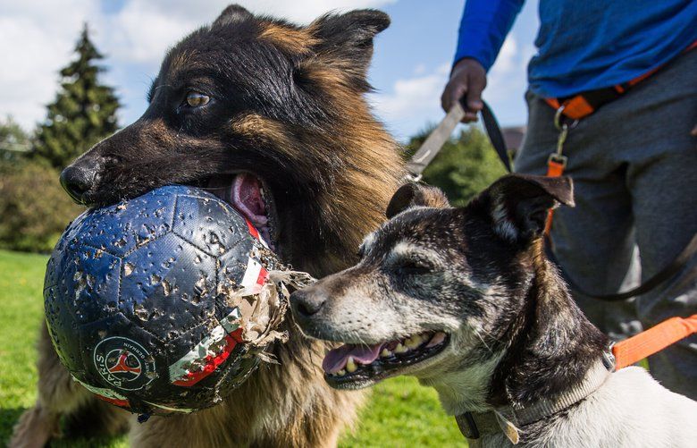 Border Collie Trained to Recognize 1,022 Nouns Dies - The New York Times