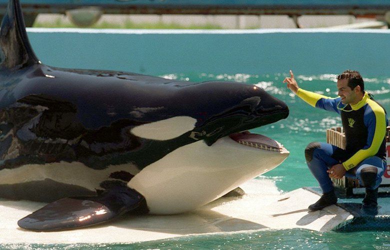 Lolita is the star attraction at Miami Seaquarium, a marine park that employs 250 people and grosses more than $10 million a year. Shot for Pacific Magazine, 1994.
1994 photo