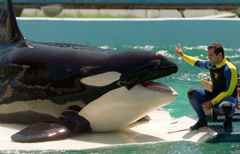 Lolita is the star attraction at Miami Seaquarium, a marine park that employs 250 people and grosses more than $10 million a year. Shot for Pacific Magazine, 1994. 

1994 photo