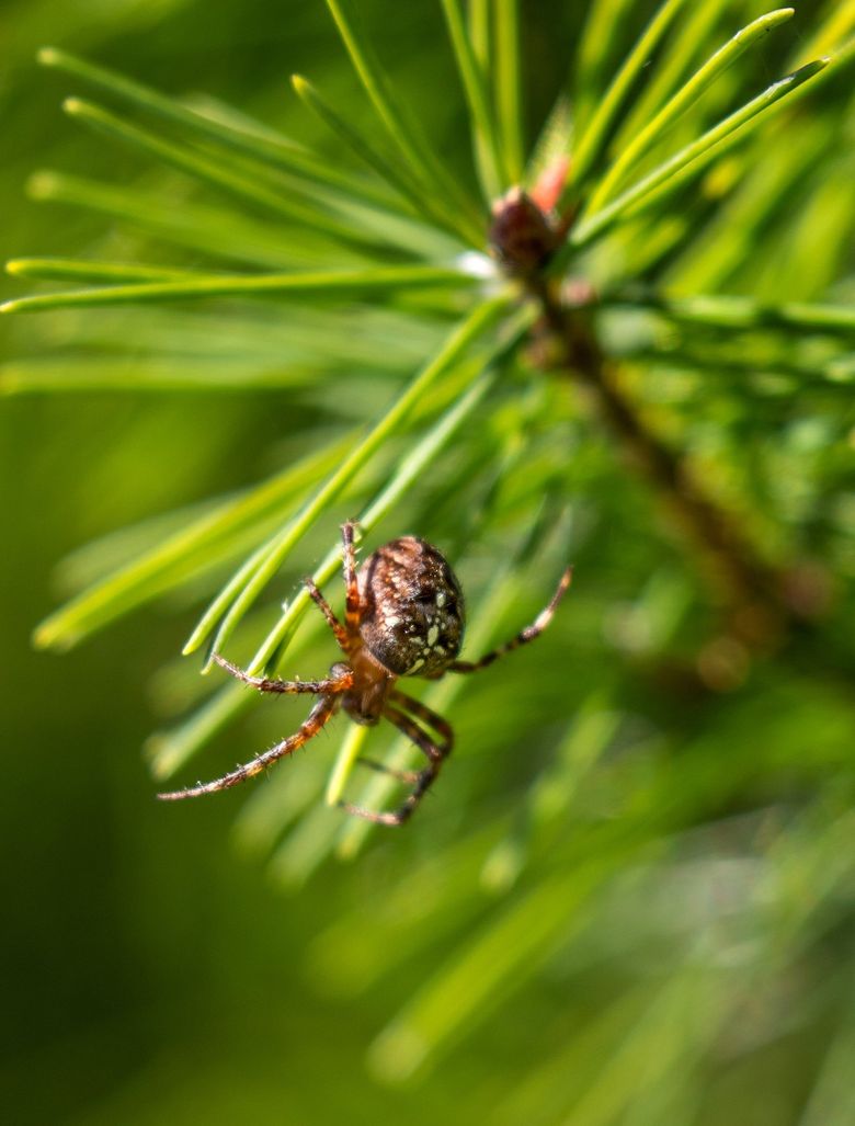 Daring Or Bold? N.H.'s New State Spider Tends To Hide From Humans