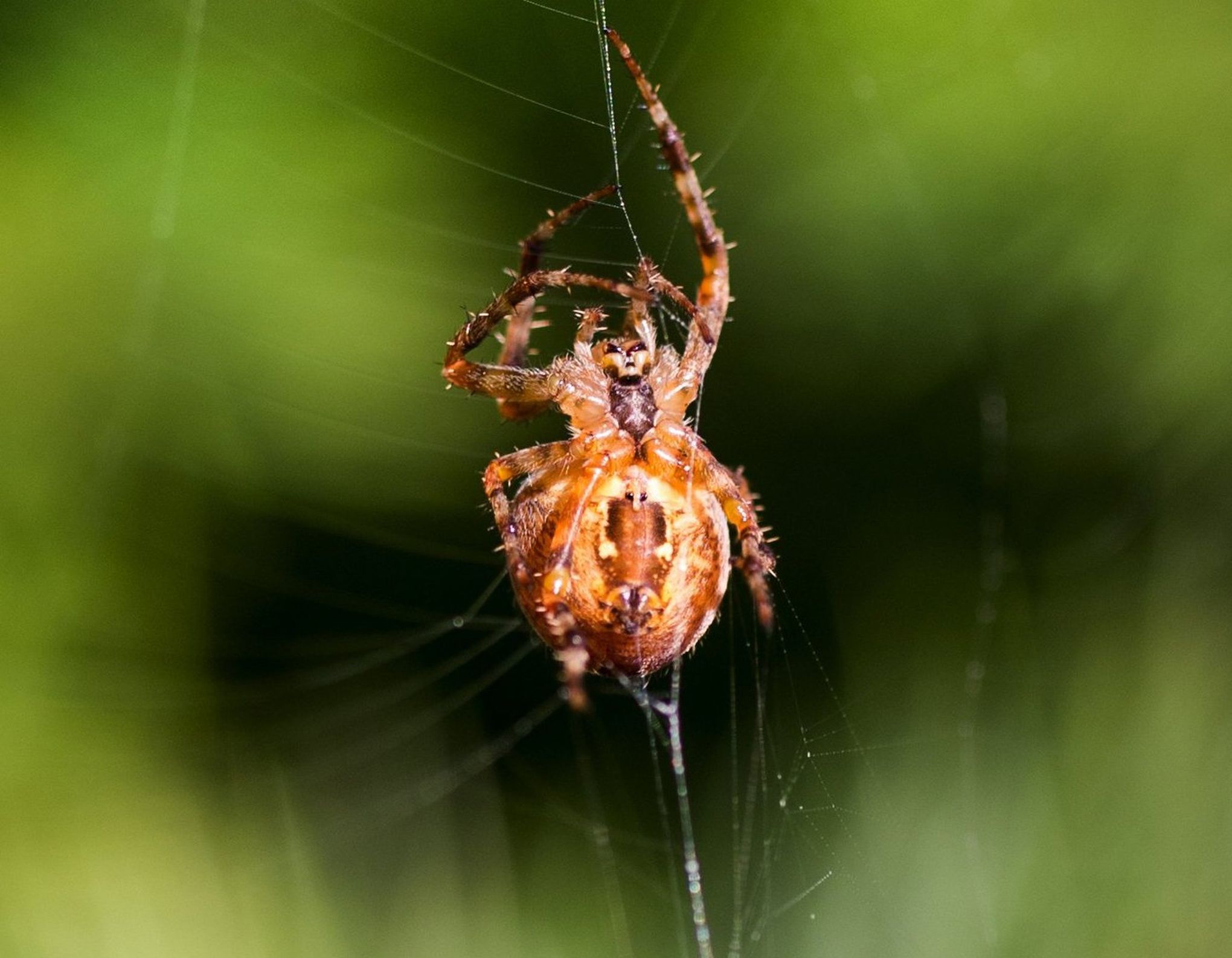 It's spooky spider season in the Midwest: Meet the orb weaver