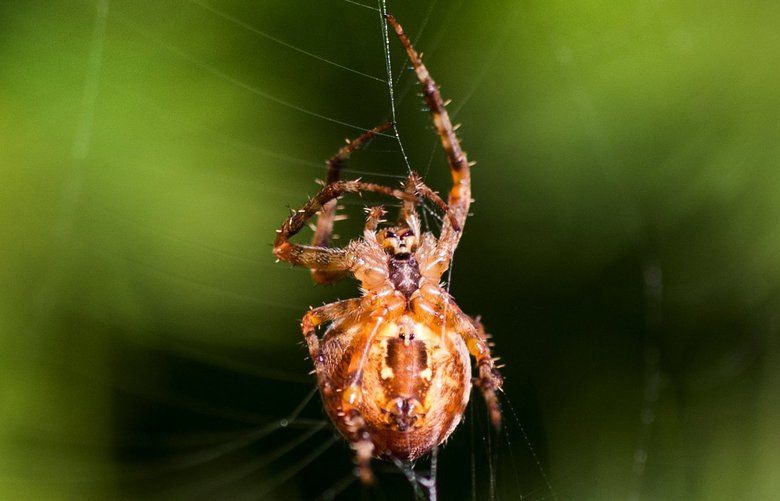 Along came a spider  and it opened a door: A special arachnid is  emerging in the Northwest just in time for Halloween
